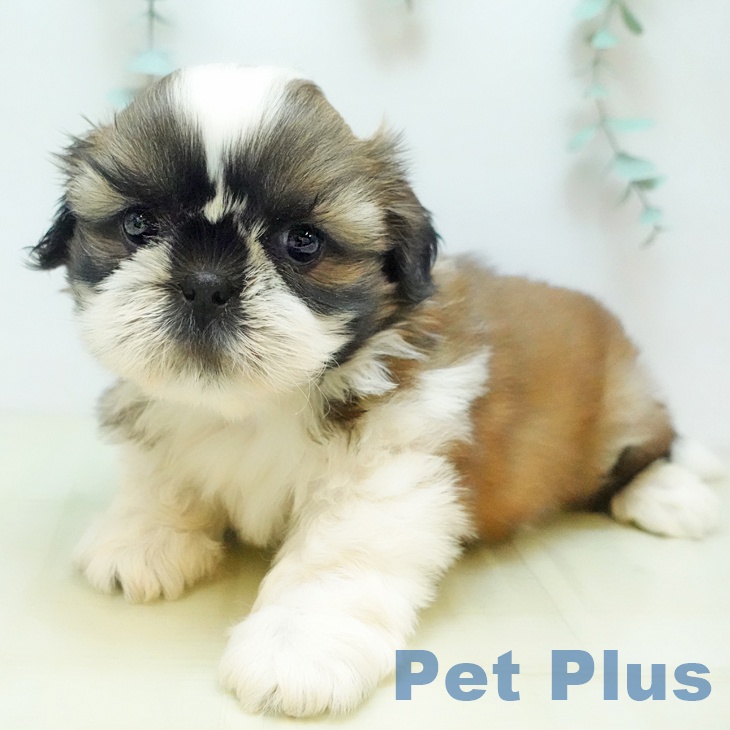 埼玉県のシーズー (ペットプラス イオンモール春日部店/2025年9月17日生まれ/男の子/ホワイトゴールド)の子犬の1枚目の画像