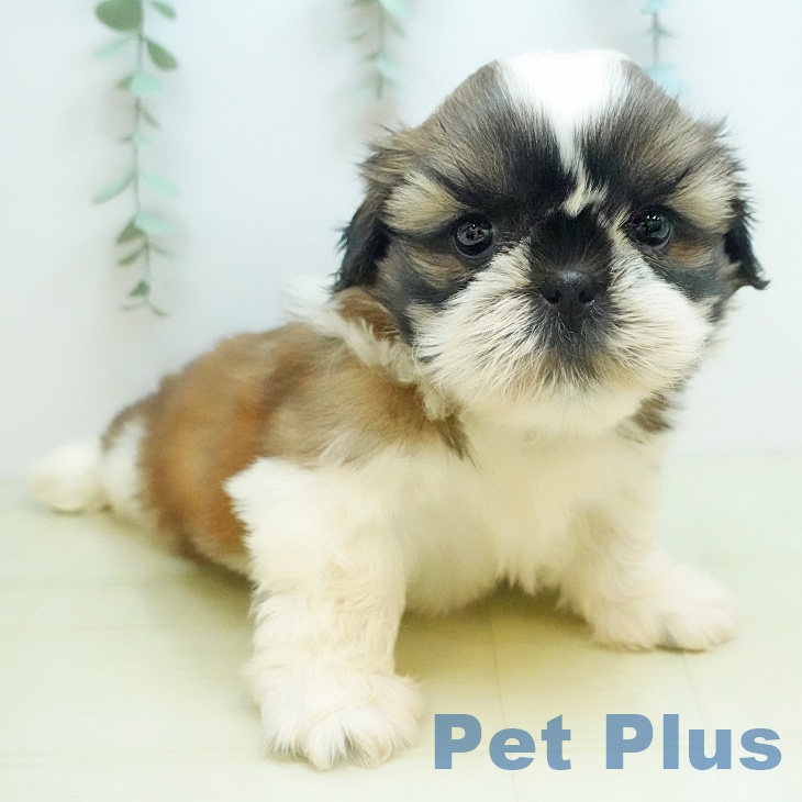 埼玉県のシーズー (ペットプラス イオンモール春日部店/2025年9月17日生まれ/男の子/ホワイトゴールド)の子犬の2枚目の画像