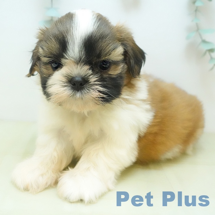 福島県のシーズー (ペットプラス 福島店/2025年9月17日生まれ/男の子/ホワイトゴールド)の子犬の1枚目の画像