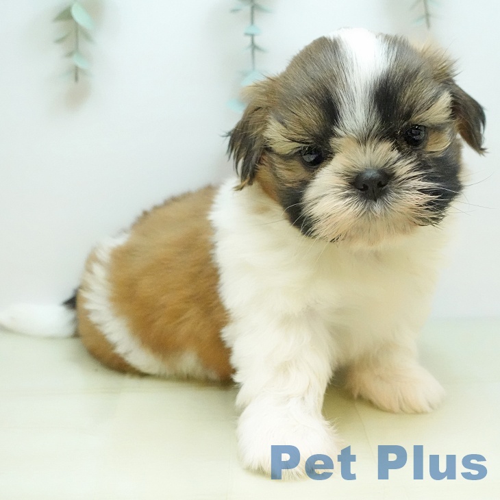 福島県のシーズー (ペットプラス 福島店/2025年9月17日生まれ/男の子/ホワイトゴールド)の子犬の2枚目の画像