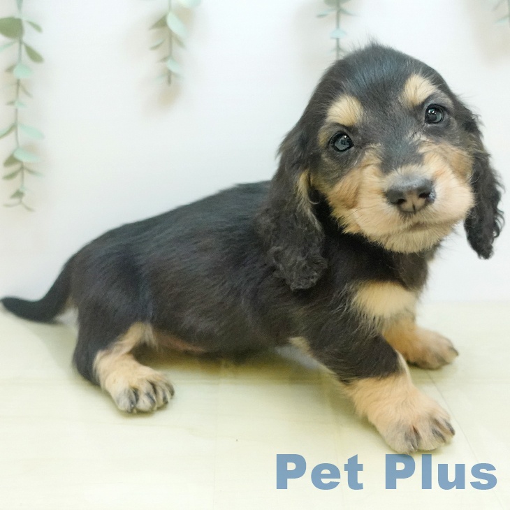 宮城県のミニチュアダックスフンド(ロング) (ペットプラス 仙台上杉店/2025年9月16日生まれ/男の子/ブラックイエロー)の子犬の1枚目の画像