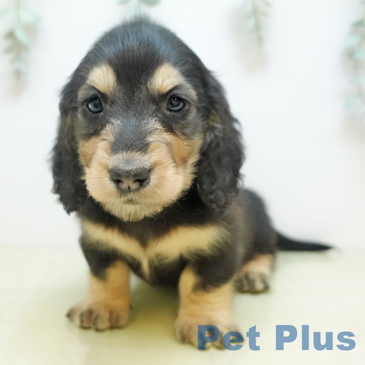 宮城県のミニチュアダックスフンド(ロング) (ペットプラス 仙台上杉店/2025年9月16日生まれ/男の子/ブラックイエロー)の子犬の2枚目の画像