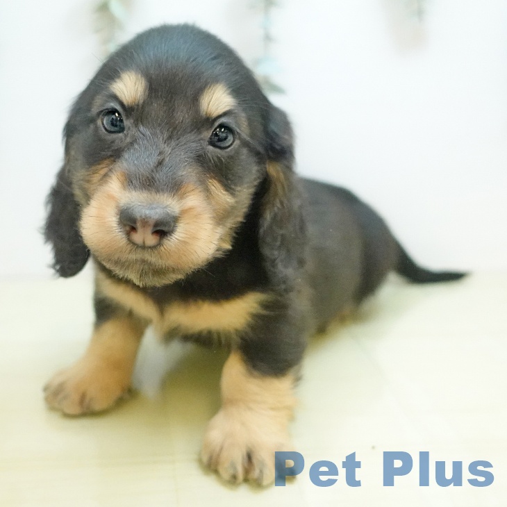 東京都のミニチュアダックスフンド(ロング) (ペットプラス MARK IS 葛飾かなまち店/2025年9月16日生まれ/男の子/ブラックイエロー)の子犬の1枚目の画像