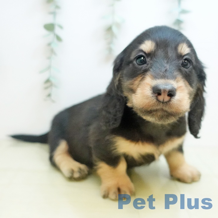 東京都のミニチュアダックスフンド(ロング) (ペットプラス MARK IS 葛飾かなまち店/2025年9月16日生まれ/男の子/ブラックイエロー)の子犬の2枚目の画像