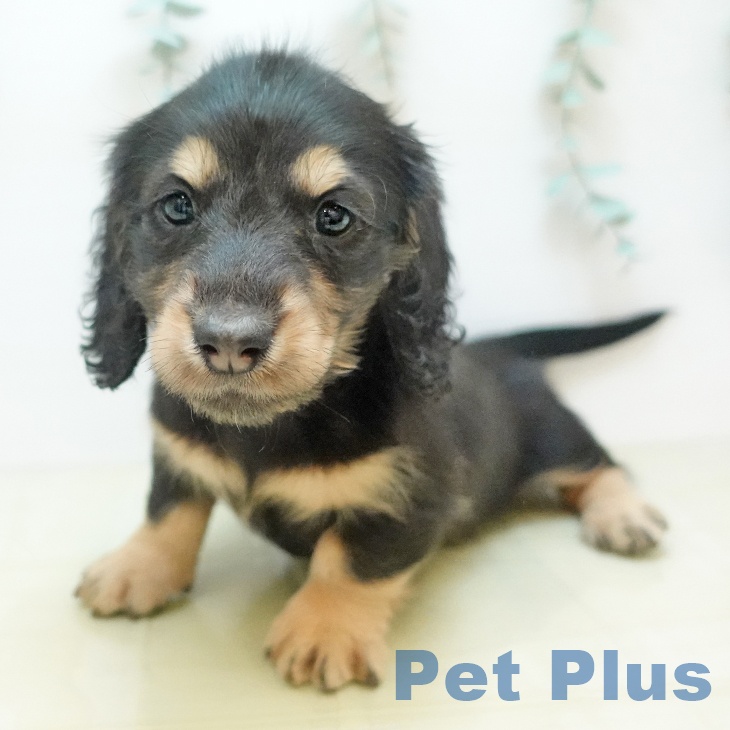 埼玉県のミニチュアダックスフンド(ロング) (ペットプラス 与野店/2025年9月16日生まれ/女の子/ブラックイエロー)の子犬の1枚目の画像