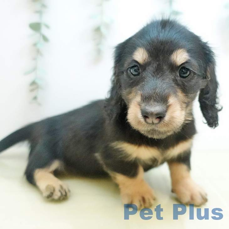 埼玉県のミニチュアダックスフンド(ロング) (ペットプラス 与野店/2025年9月16日生まれ/女の子/ブラックイエロー)の子犬の2枚目の画像