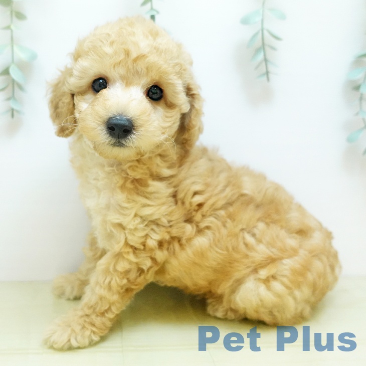 トイ・プードル