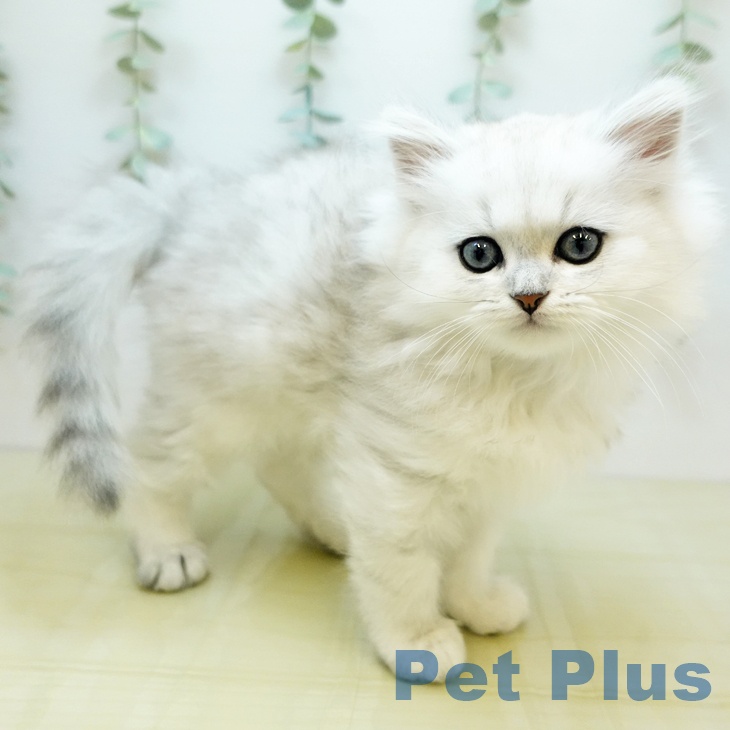 長野県のペルシャ (ペットプラス 須坂店/2025年9月14日生まれ/男の子/チンチラシルバー)の子猫の1枚目の画像
