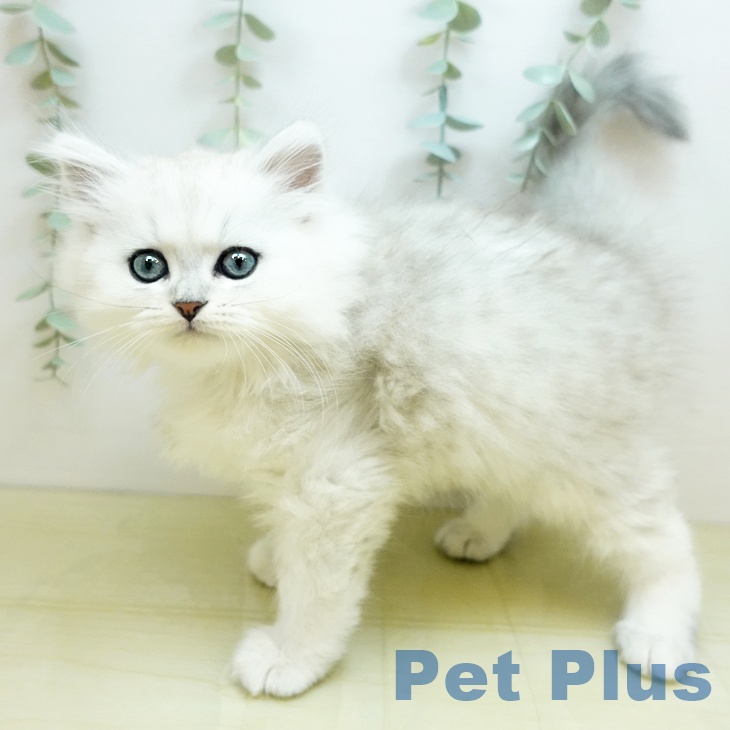 長野県のペルシャ (ペットプラス 須坂店/2025年9月14日生まれ/男の子/チンチラシルバー)の子猫の2枚目の画像