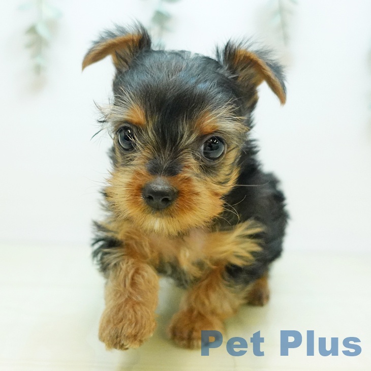 岩手県のヨークシャーテリア (ペットプラス 盛岡南店/2025年9月17日生まれ/女の子/スチールブルータン)の子犬