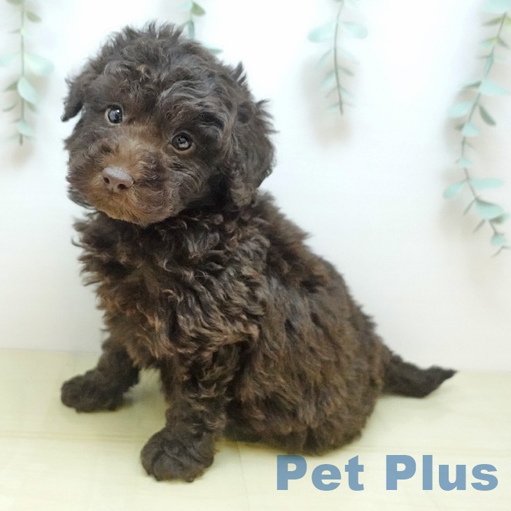 岡山県のトイプードル(トイ) (ペットプラス 岡山店/2025年9月17日生まれ/男の子/ブラウン)の子犬の1枚目の画像