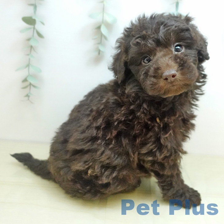 岡山県のトイプードル(トイ) (ペットプラス 岡山店/2025年9月17日生まれ/男の子/ブラウン)の子犬の2枚目の画像