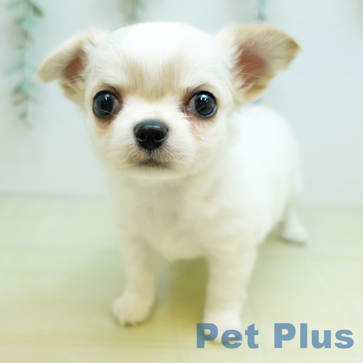 香川県のチワワ(ロング) (ペットプラス 綾川店/2025年9月17日生まれ/男の子/ホワイトクリーム)の子犬の1枚目の画像