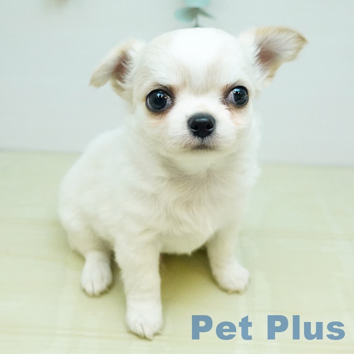 香川県のチワワ(ロング) (ペットプラス 綾川店/2025年9月17日生まれ/男の子/ホワイトクリーム)の子犬の2枚目の画像