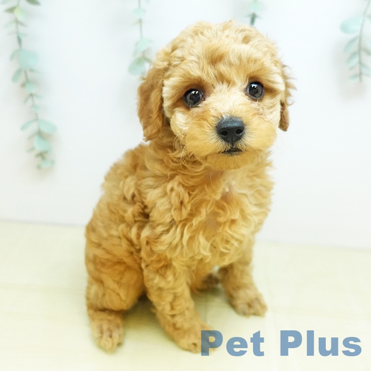 トイ・プードル