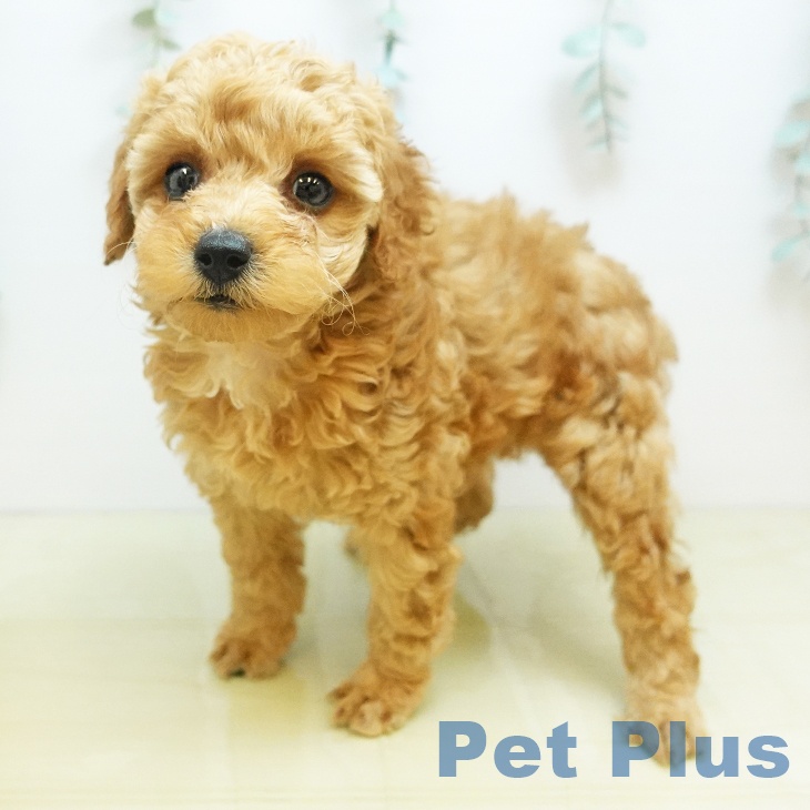 トイ・プードルの写真2