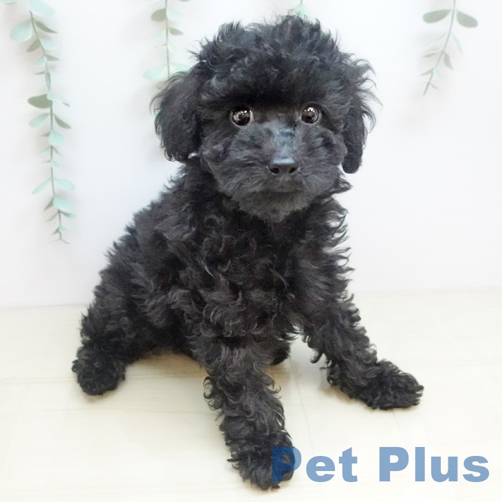 神奈川県のトイプードル(トイ) (ペットプラス 武蔵小杉店/2025年9月13日生まれ/男の子/ブラック)の子犬