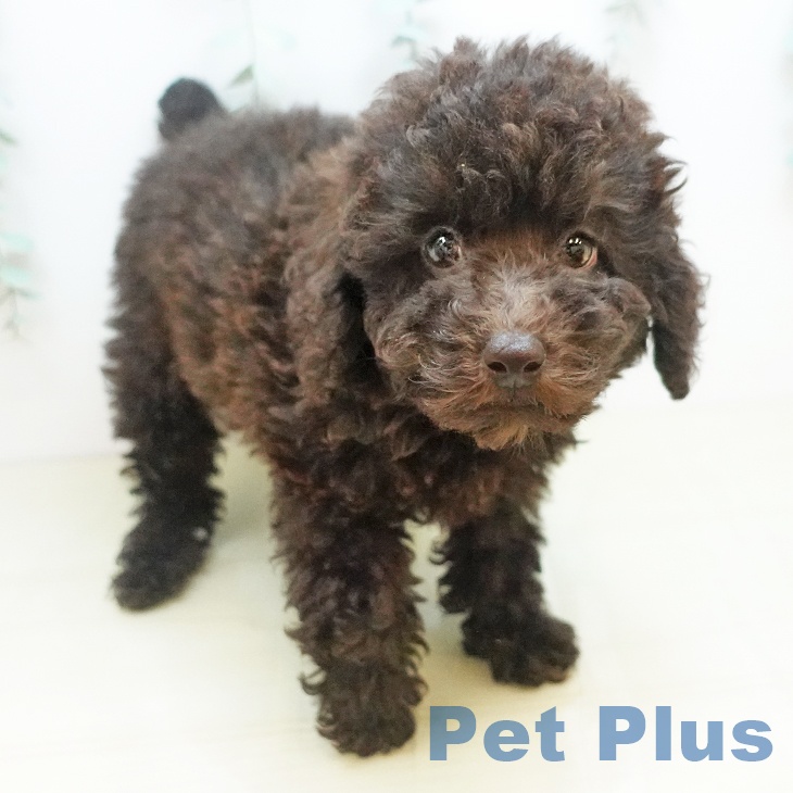 愛媛県のトイプードル(トイ) (ペットプラス 新居浜店/2025年9月16日生まれ/男の子/ブラウン)の子犬の2枚目の画像