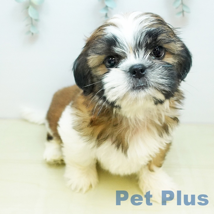 埼玉県のシーズー (ペットプラス 上尾店/2025年9月19日生まれ/男の子/レッドホワイト)の子犬