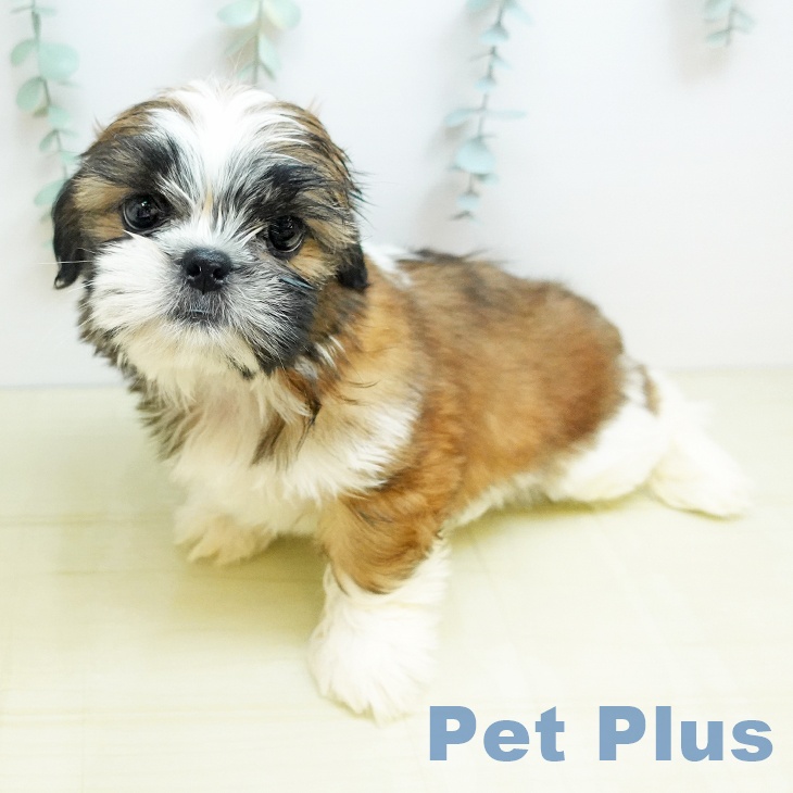 埼玉県のシーズー (ペットプラス 上尾店/2025年9月19日生まれ/男の子/レッドホワイト)の子犬の2枚目の画像