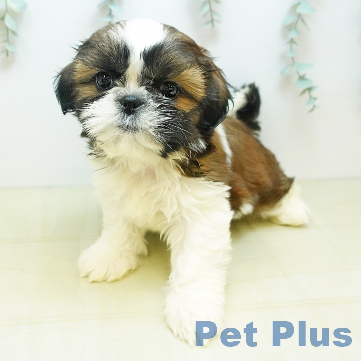 茨城県のシーズー (ペットプラス つくば店/2025年9月19日生まれ/男の子/レッドホワイト)の子犬の1枚目の画像