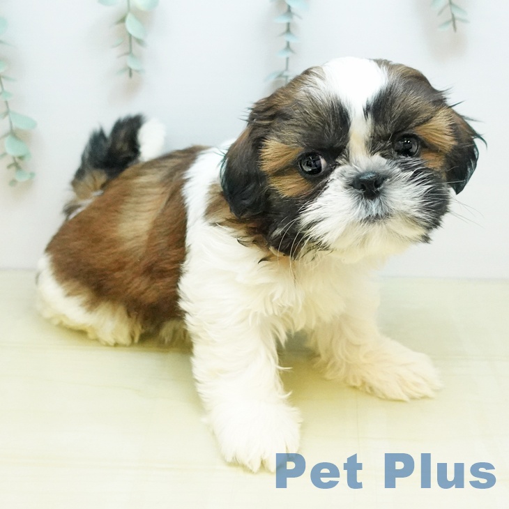 茨城県のシーズー (ペットプラス つくば店/2025年9月19日生まれ/男の子/レッドホワイト)の子犬の2枚目の画像