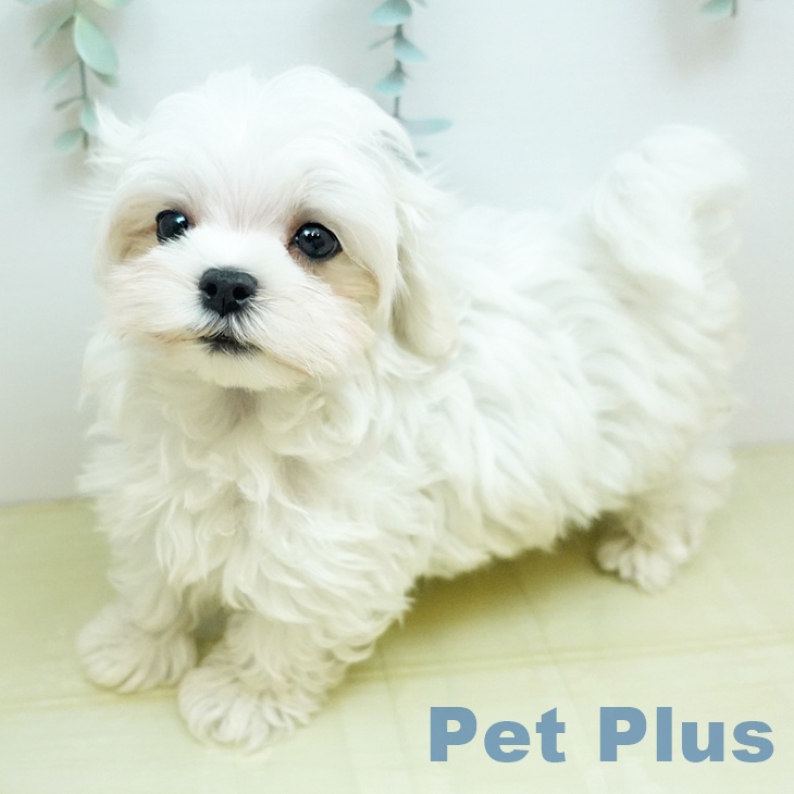 マルチーズの写真2