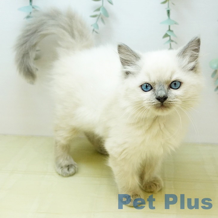 徳島県のラグドール (ペットプラス 徳島店/2025年9月11日生まれ/女の子/ブルーポイント)の子猫の1枚目の画像