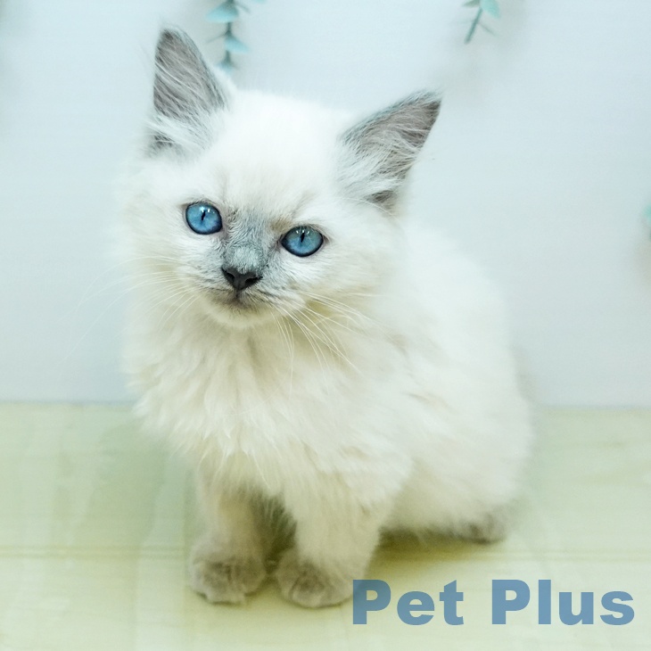 徳島県のラグドール (ペットプラス 徳島店/2025年9月11日生まれ/女の子/ブルーポイント)の子猫の2枚目の画像