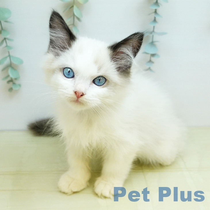 岡山県のラグドール (ペッツワン 岡山南店/2025年9月18日生まれ/男の子/シールポイントバイカラー)の子猫の1枚目の画像