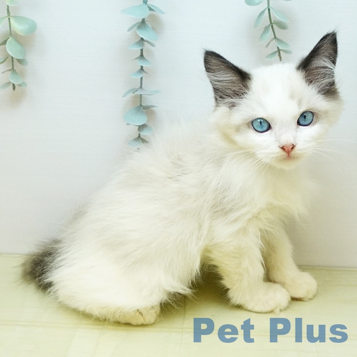 岡山県のラグドール (ペッツワン 岡山南店/2025年9月18日生まれ/男の子/シールポイントバイカラー)の子猫の2枚目の画像