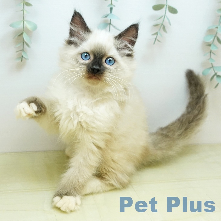 鳥取県のラグドール (ペッツワン 日吉津店/2025年9月18日生まれ/男の子/シールポイントミテッド)の子猫の1枚目の画像