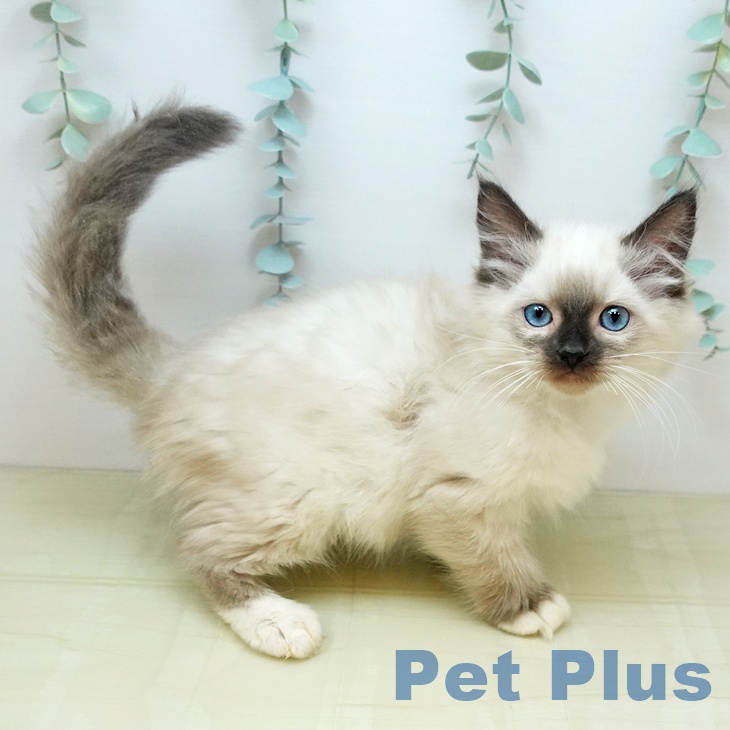 鳥取県のラグドール (ペッツワン 日吉津店/2025年9月18日生まれ/男の子/シールポイントミテッド)の子猫の2枚目の画像