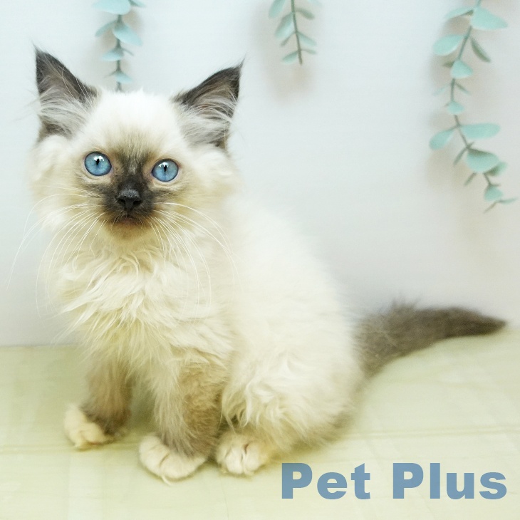 香川県のラグドール (ペットプラス 高松店/2025年9月18日生まれ/男の子/シールポイントミテッド)の子猫の1枚目の画像