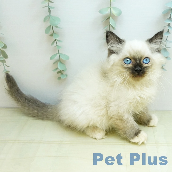 香川県のラグドール (ペットプラス 高松店/2025年9月18日生まれ/男の子/シールポイントミテッド)の子猫の2枚目の画像