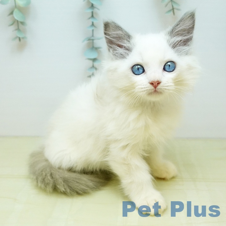 ラグドールの写真2