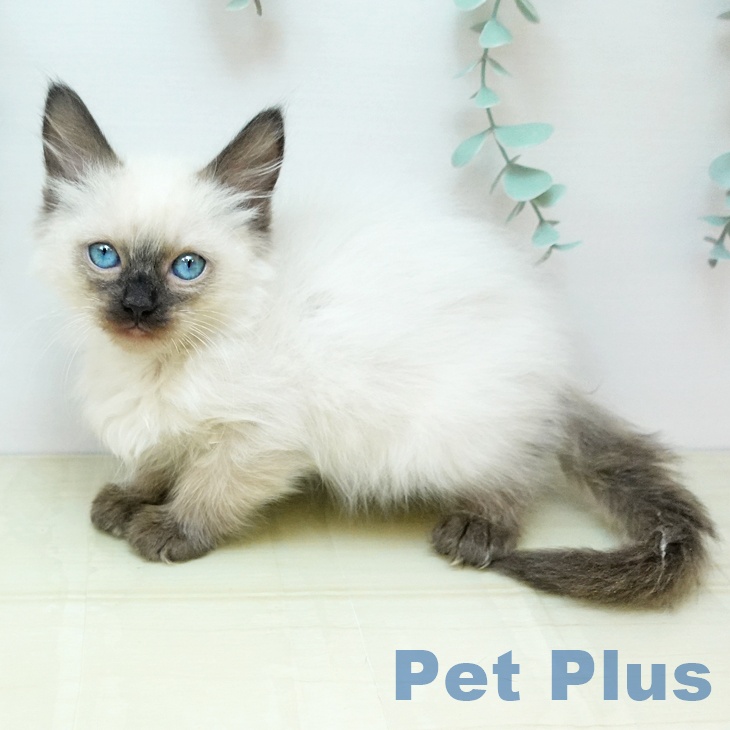 香川県のラグドール (ペットプラス 綾川店/2025年9月18日生まれ/女の子/シールポイント)の子猫の1枚目の画像