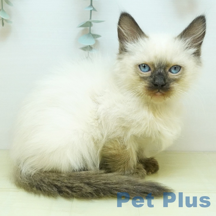 香川県のラグドール (ペットプラス 綾川店/2025年9月18日生まれ/女の子/シールポイント)の子猫の2枚目の画像