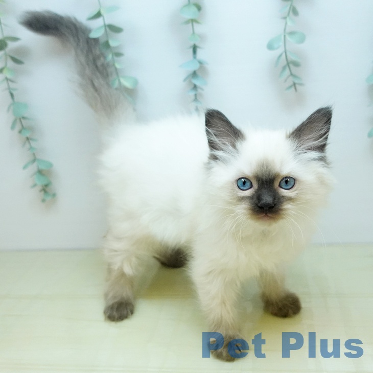 鳥取県のラグドール (ペッツワン 日吉津店/2025年9月18日生まれ/女の子/シールポイント)の子猫の2枚目の画像