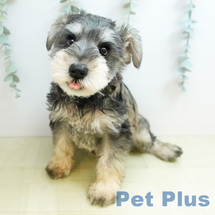 ミニチュア・シュナウザー