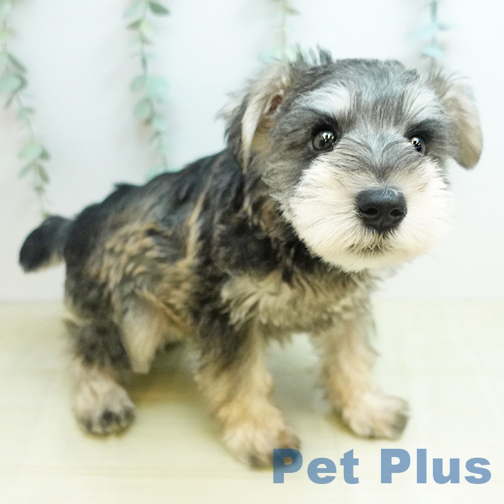 ミニチュア・シュナウザーの写真2