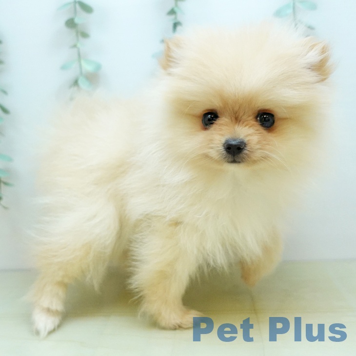 ポメラニアンの写真2