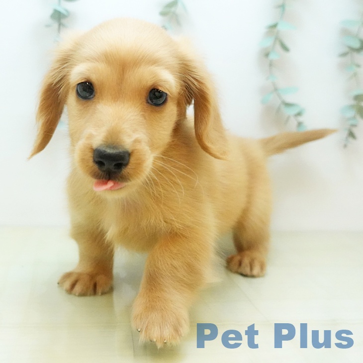 ミニチュア・ダックスフンド