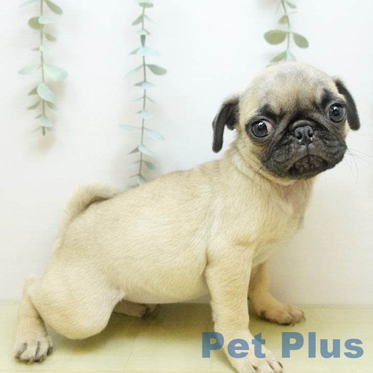 千葉県のパグ (ペットプラス 幕張新都心店/2025年9月10日生まれ/女の子/フォーン)の子犬の2枚目の画像