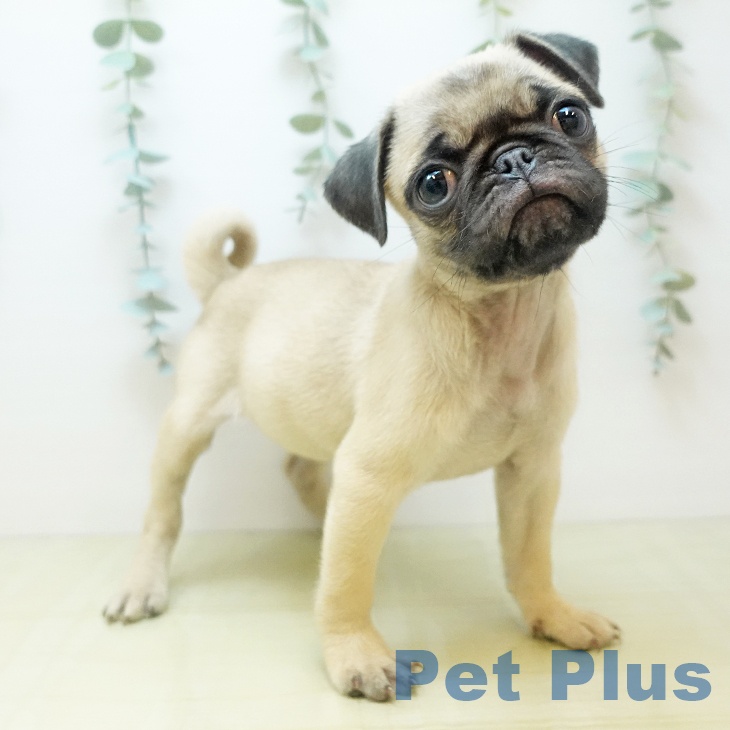 埼玉県のパグ (ペッツワン 新座店/2025年9月10日生まれ/女の子/フォーン)の子犬