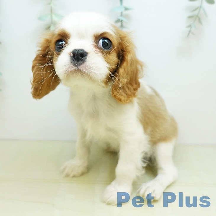 キャバリア・キングチャールズ・スパニエルの写真2