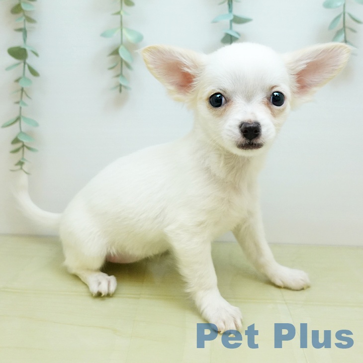 岡山県のチワワ(ロング) (ペッツワン 岡山南店/2025年9月15日生まれ/女の子/ホワイトフォーン)の子犬の1枚目の画像