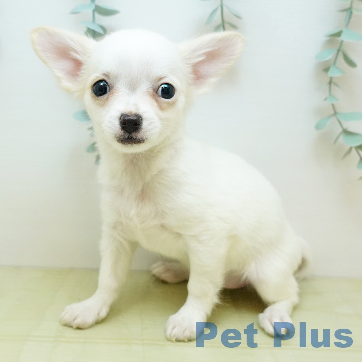 岡山県のチワワ(ロング) (ペッツワン 岡山南店/2025年9月15日生まれ/女の子/ホワイトフォーン)の子犬の2枚目の画像