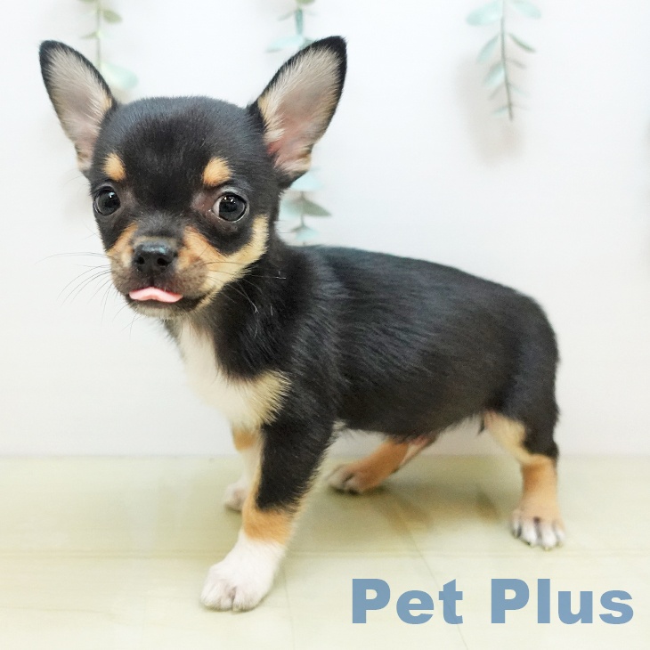 岡山県のチワワ(ロング) (ペッツワン 岡山南店/2025年9月16日生まれ/男の子/ブラックタンホワイト)の子犬の2枚目の画像