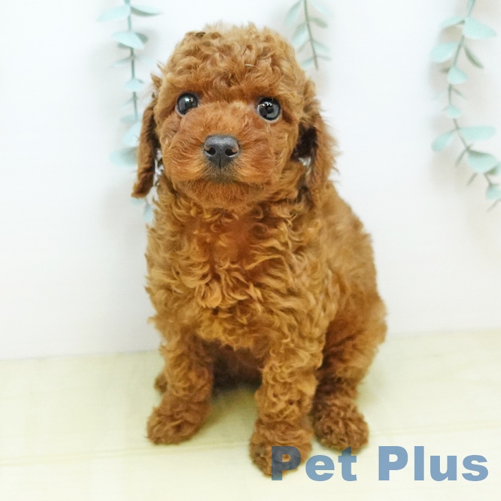 トイ・プードル